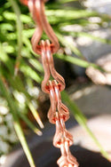 Stylish copper figure 8 rain chain with greenery in the background.